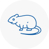 Rat Control Yapton